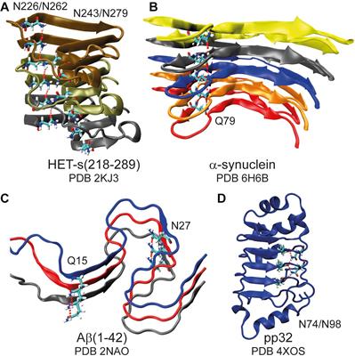 Asparagine and Glutamine Side-Chains and Ladders in HET-s(218–289) Amyloid Fibrils Studied by Fast Magic-Angle Spinning NMR